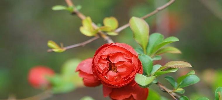 海棠花的养殖方法和养护要点（一株海棠花）