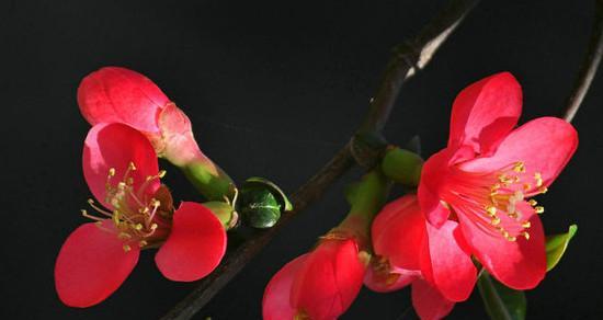 海棠花的花语与寓意（探索海棠花的象征之美）