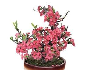 海棠花——室内美丽之选（种植方法）