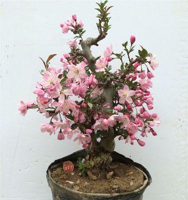 海棠花老桩的养护技巧（学会这些技巧）