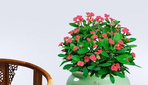 四季海棠花——最佳卧室装饰（打造优美氛围）