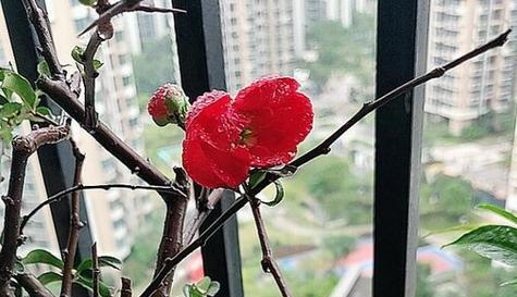 四季海棠花——最佳卧室装饰（打造优美氛围）