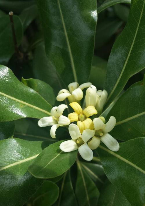 海桐花语——爱与希望的象征（探寻海桐花背后的深刻含义）