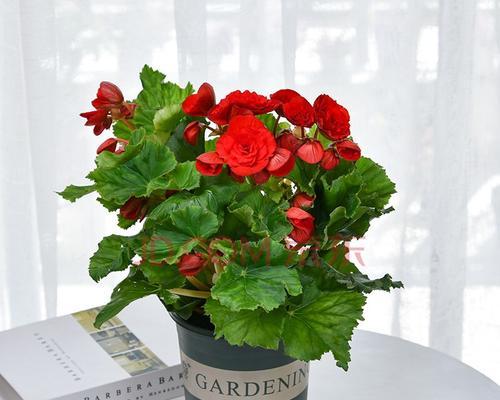 海棠花在室内养护指南（如何在家中种植美丽的海棠花）