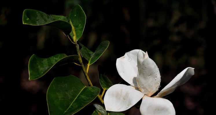 以含笑花的寓意，感受快乐与希望（愉悦心灵的花朵——含笑花）