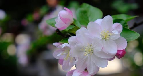 北美海棠的花期与生长习性（探秘北美海棠的开花时期及栽培技巧）