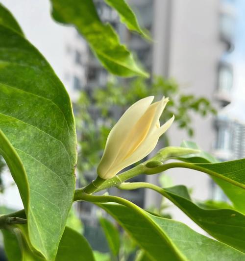 含笑花的象征意义（笑容的力量与愉悦心灵）