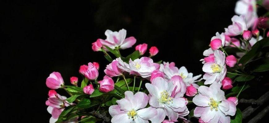 海棠花的开花季节及生长习性（海棠花开花时间和喜好生长环境的介绍）
