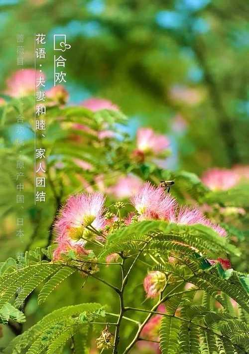 合欢花（呼唤真爱）