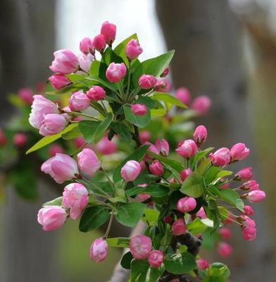 海棠花开花时间及花期介绍（春日里迎来美丽的海棠花）
