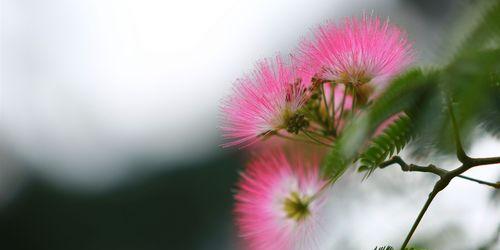 合欢花的传说与花语（古老的合欢花传说与花语的奥秘）