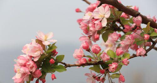 从红、白、粉三种主要颜色入手，探寻海棠花的魅力（从红、白、粉三种主要颜色入手）