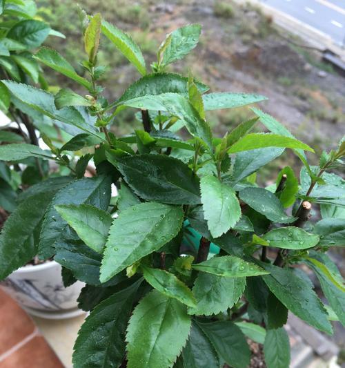 探究海棠花的根系结构及其生长特点（探究海棠花的根系结构及其生长特点）
