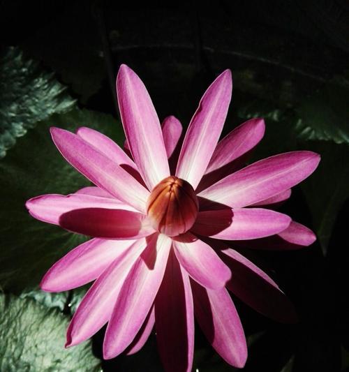 令箭荷花的花语（探索令箭荷花的深意与传承）