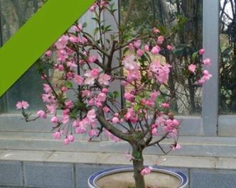 海棠花的土种植要点（如何选择和培育适合海棠花生长的土壤）
