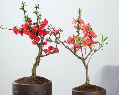 海棠花，室内养不养？