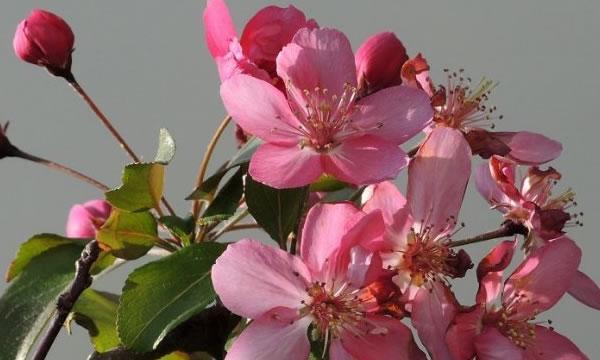 海棠花的象征意义（追寻传统文化中的花卉神韵）