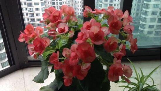 海棠花养护技巧（每天浇水是否必要）
