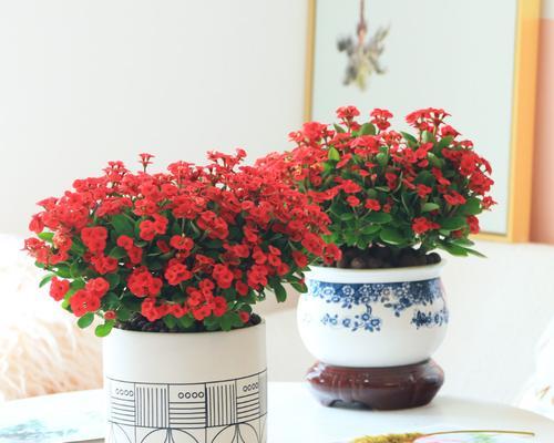 如何选择适合海棠花的花盆（美化家园从海棠花与花盆的搭配开始）