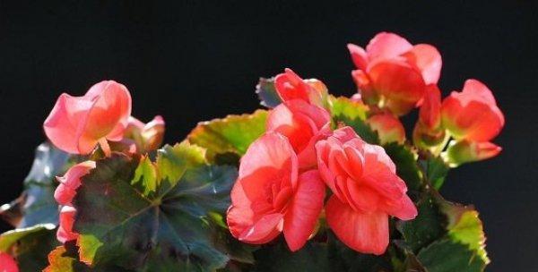 四季海棠花有毒吗（了解四季海棠花的毒性和养护技巧）