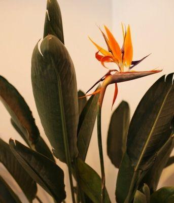 鹤望兰花语（以鹤望兰花为启示）