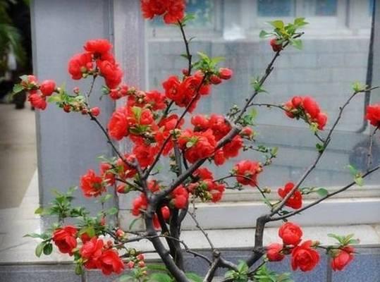 海棠花的浇水方法（科学浇水）
