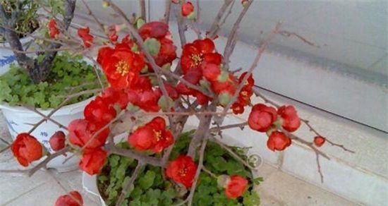 海棠花的养殖技巧：打造美丽花园的绝佳选择