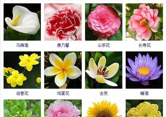 四季海棠的浇水要领（春夏秋冬各不同）