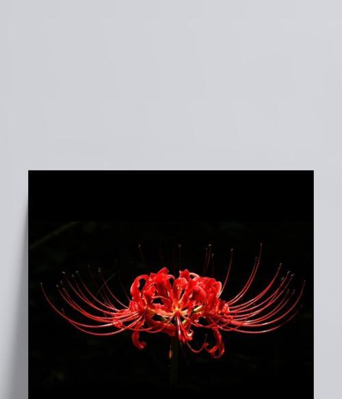 黑色彼岸花（探索黑色彼岸花的花语与美丽）