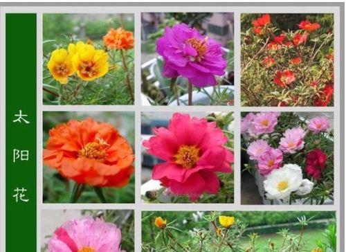 海棠的花果生长周期详解（探究海棠开花）