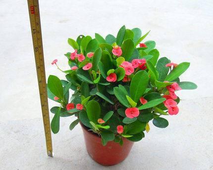 海棠的花果生长周期详解（探究海棠开花）