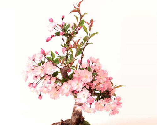 海棠的开花时间和果实成熟期（春天的海棠是多情的）