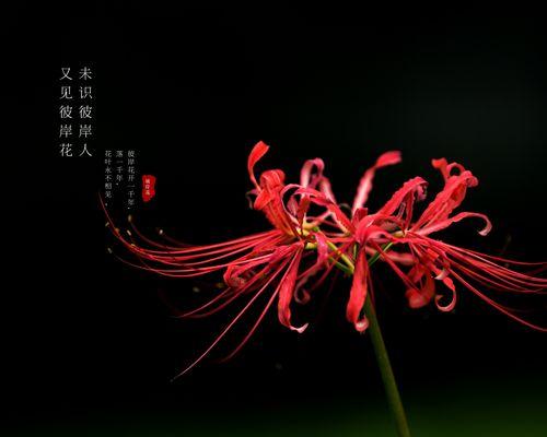 黑色曼陀罗花的神秘寓意（探索黑色曼陀罗花的美与暗示）