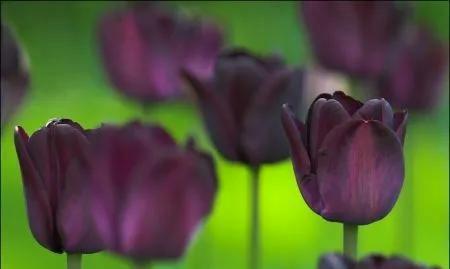 黑色郁金香的花语（神秘、独特）