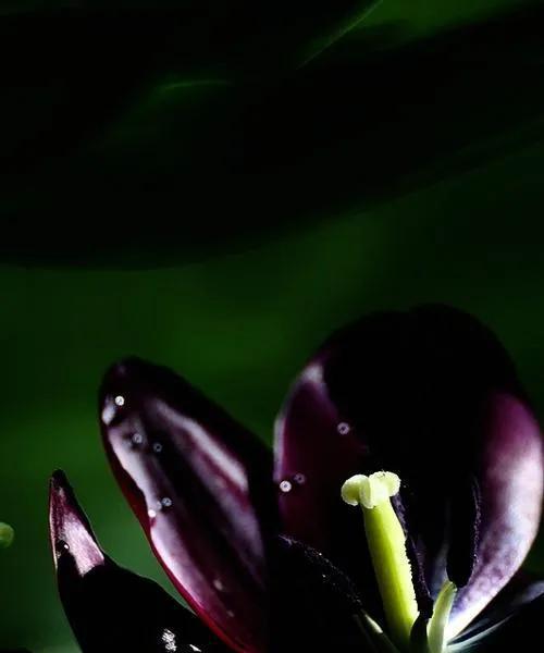 黑色郁金香的花语（神秘、独特）