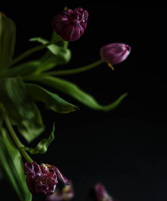 黑色郁金香花语（探寻黑色郁金香的花语与寓意）