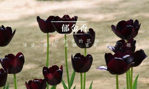 黑郁金香（探寻黑郁金香的秘密）