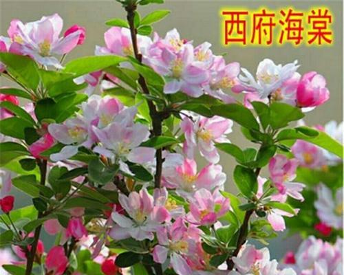 海棠中最好的品种是哪一种（探讨海棠品种特点及适宜场合）