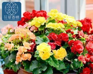 海棠中最好的品种是哪一种（探讨海棠品种特点及适宜场合）