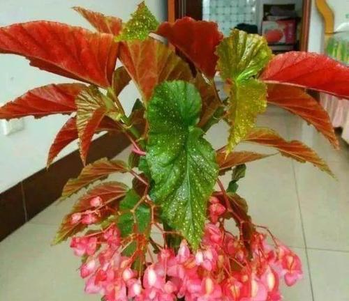 海棠花的室内养护指南（海棠花在卧室的养护技巧）