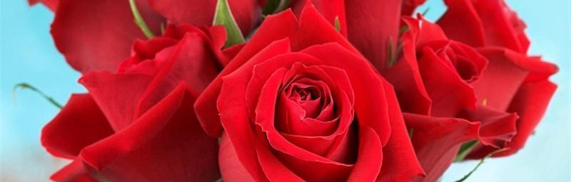 红玫瑰花语大全及寓意（红玫瑰花语的浪漫表达和情感意义）