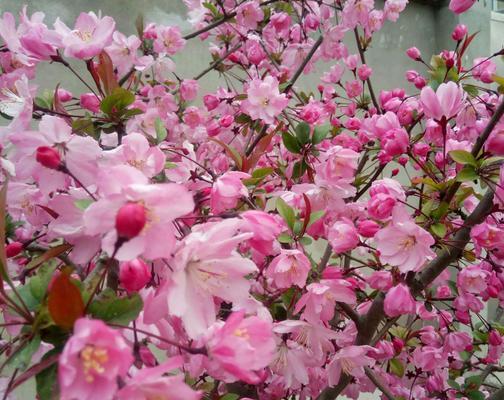 海棠树开花结果的全过程（海棠树开花需要几年）