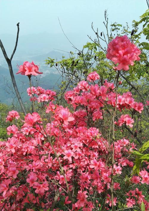 红色杜鹃花的寓意与意义（探寻杜鹃花背后的深刻寓意）