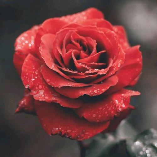 红色玫瑰的花语与寓意（传递爱与激情的红色玫瑰）
