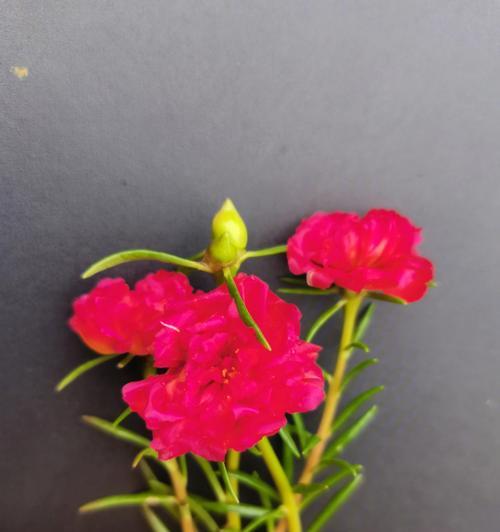 红色太阳花的寓意与花语（揭示太阳花代表的爱和生命之美）
