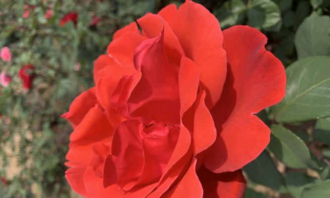 红色月季花语（探寻红色月季花所代表的爱情意义与内涵）