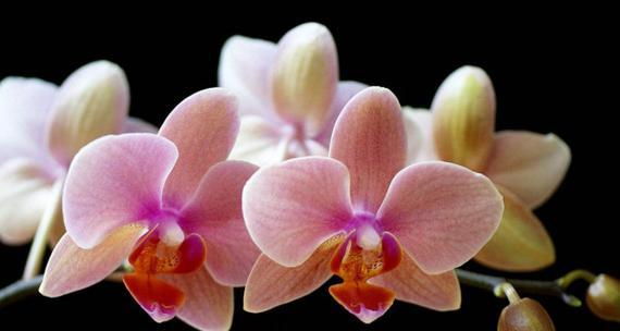 蝴蝶兰——娇美绽放的花海女王（优雅、神秘、纯洁）