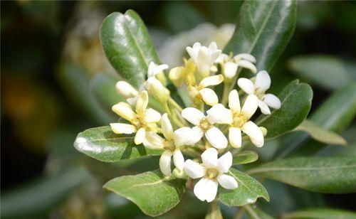 海棠是被子植物吗？——探究海棠的生物分类学