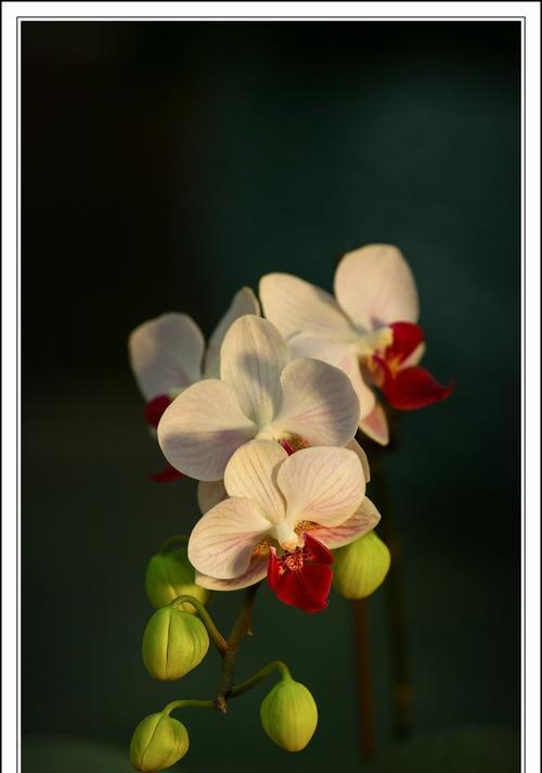 蝴蝶兰——寓意高贵与优雅的花卉（探索蝴蝶兰的象征意义与美丽之秘）