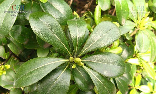 海棠是木本植物吗（从植物学角度看待海棠的身份）